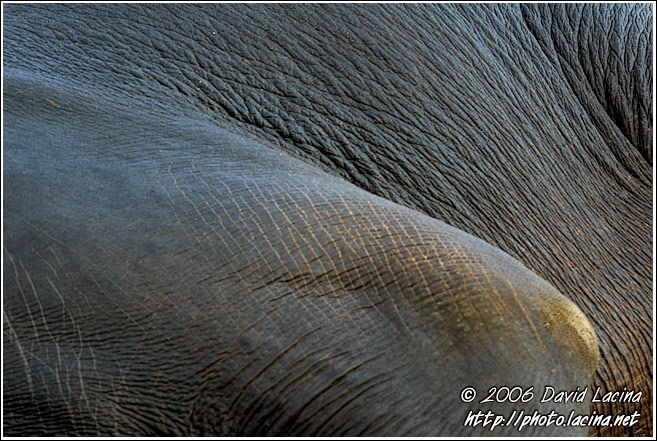 Elephant Abstraction - Elephant Training Center, India