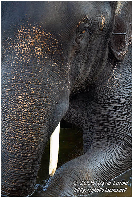 Elephant - Elephant Training Center, India