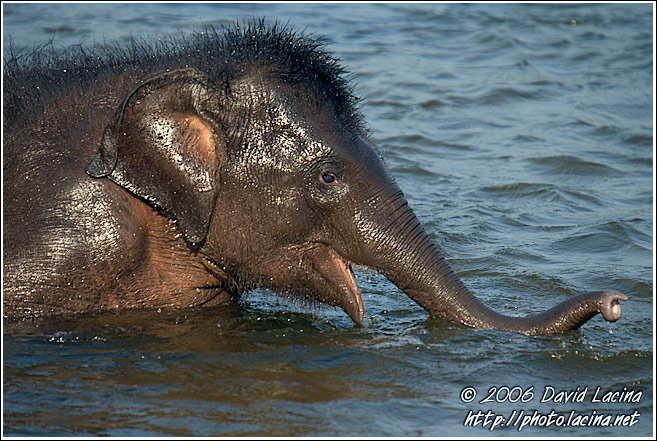 Baby Elephant Taking A Bath - Elephant Training Center, India