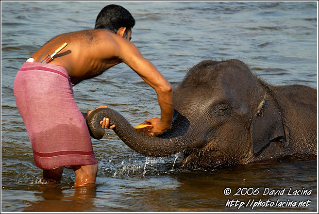 Washing Baby Elephant - Elephant Training Center, India