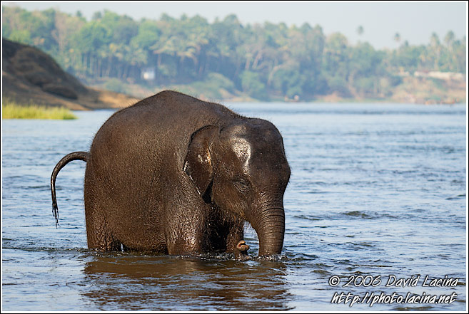 Baby Elephant In A River - Elephant Training Center, India