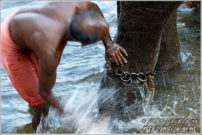 Washing An Elephant - Elephant Training Center, India
