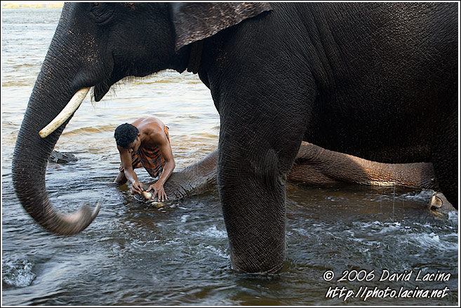Elephant And Man - Elephant Training Center, India