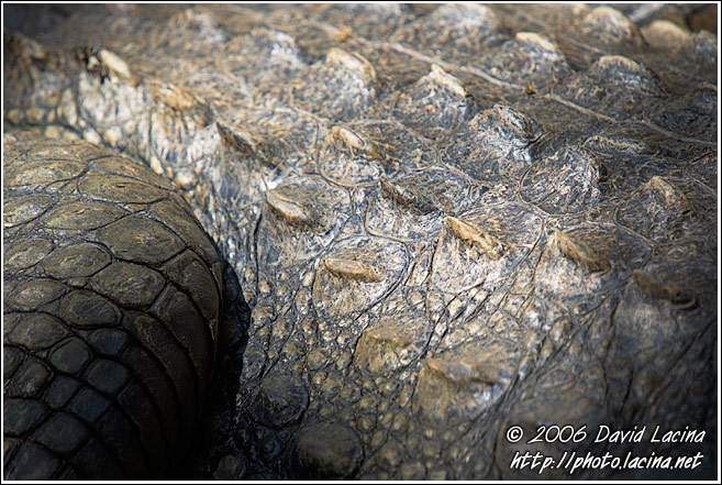 Crocodile Skin - Elephant Training Center, India