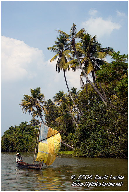 Backwaters And A Typical Boat - Backwaters, India