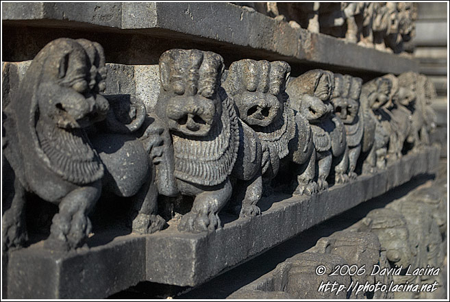 Tiger - The Royal Emblem Of Hoysala Dynasty - Belur And Halebid, India