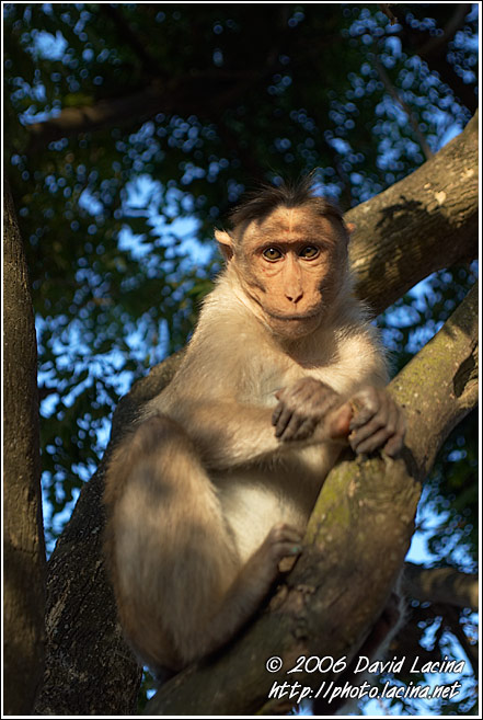Monkey On Chamundi Hill - Mysore, India