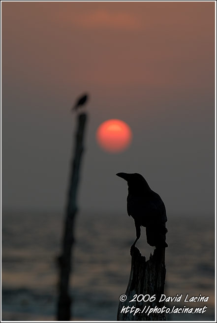 Sunset In Cochin - Cochin (Kochi), India