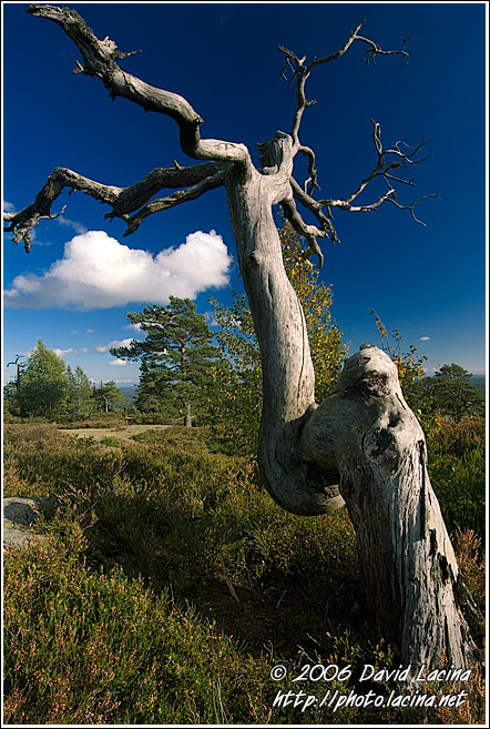 Tree And A Cloud - Best of 2006, Norway