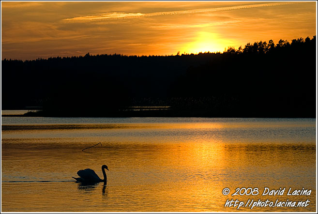 Swan And Sunset On Goksjø - Best of 2007, Norway