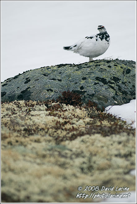 Ptarmigan (Lagopus Muta) - Hemsedal In Winter, Norway
