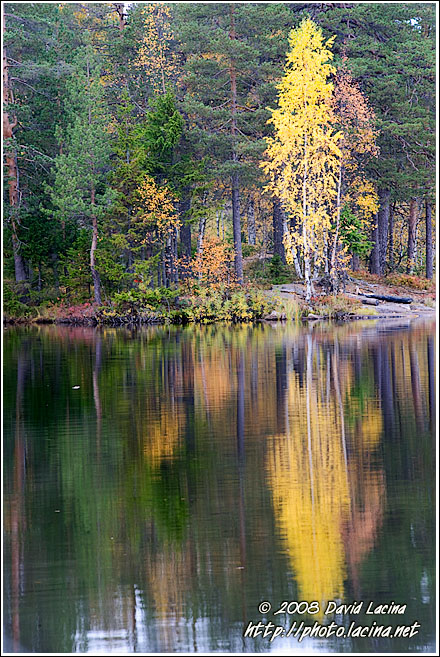 Fall By Kopperhaugtjernet - Autumn in Nordmarka, Norway