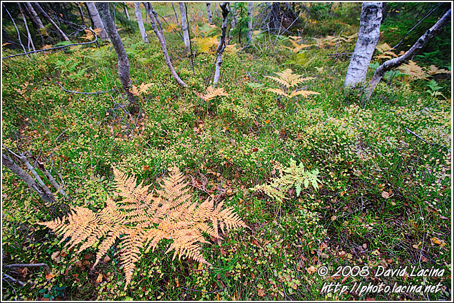 Sterns In Nordmarka - Autumn in Nordmarka, Norway