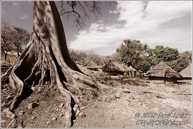 Baobab Near Iwol Village - Bedick Tribe, Senegal