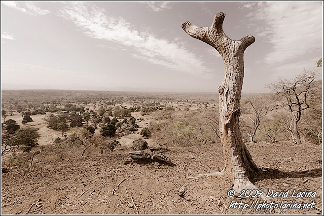 Tree And Sky - Bedick Tribe, Senegal