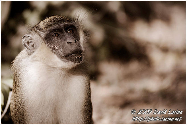 Green Velvet Monkey - Senegambia, Senegal
