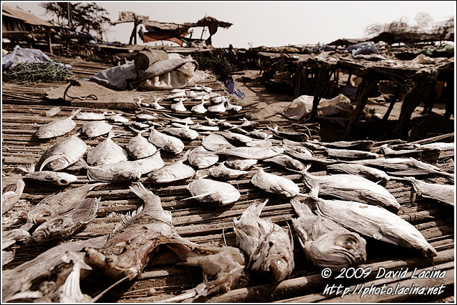 Drying Fish - Casamance, Senegal