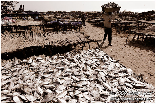 Drying Fish - Casamance, Senegal
