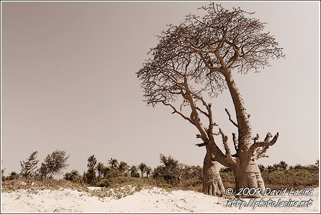 Trees By A Beach - Casamance, Senegal