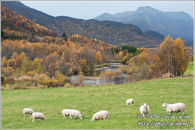 Sheeps In Grøndalen - Autumn In Hemsedal, Norway