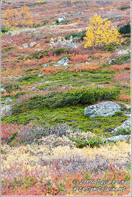 Birch And Autumn Colors - Autumn In Hemsedal, Norway