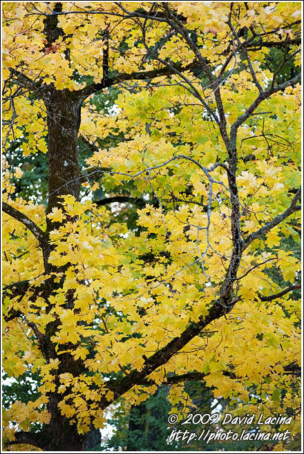 Tree In The Autumn - Best Of 2009, Norway