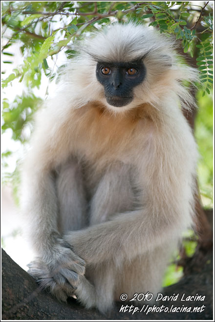 Golden Langur Relaxing On A Tree - Golden Langur, India