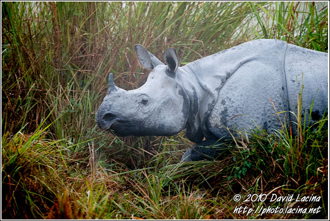 One Horned Rhinoceros - Kaziranga NP, India