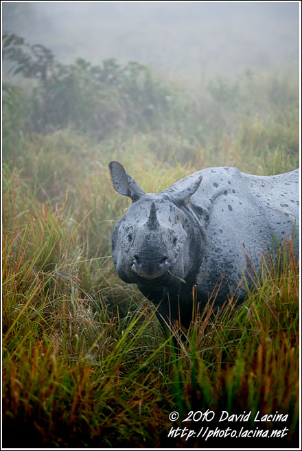 One Horned Rhinoceros - Kaziranga NP, India