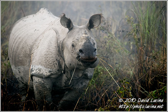 One Horned Rhinoceros - Kaziranga NP, India