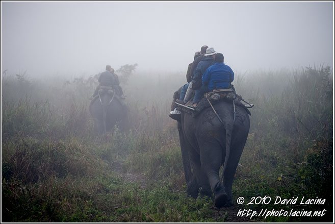 Elephant Tour - Kaziranga NP, India