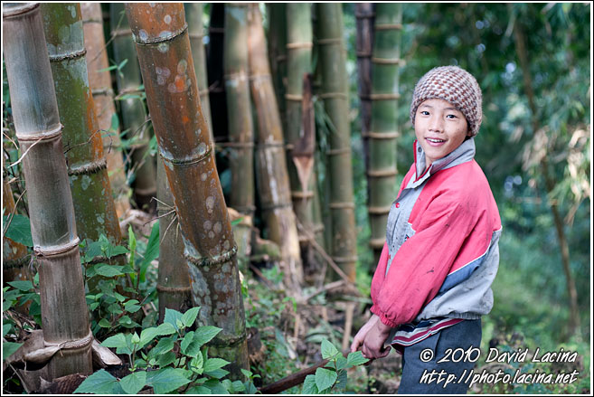 Cutting Bamboo Tree - Buddhist Sikkim, India