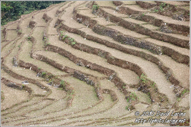 Rice Fields - Buddhist Sikkim, India