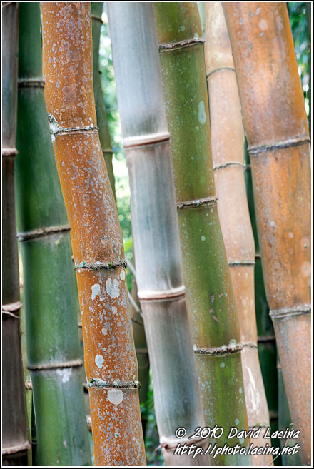 Bamboo Trees - Buddhist Sikkim, India