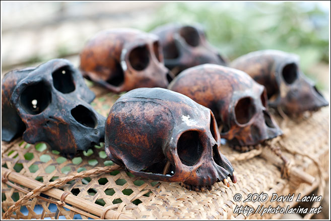 Monkey Skulls - Nagaland, India