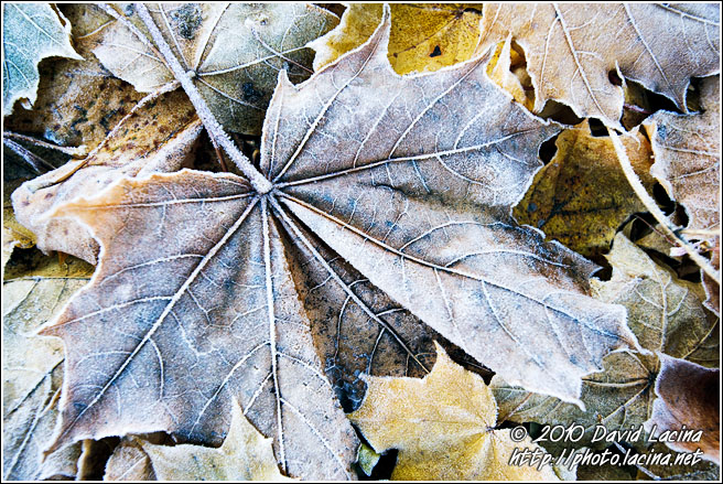 Leaves And Frost - Best Of 2010, Norway