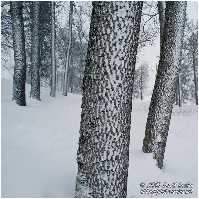 Trees In Winter - Best Of 2010, Norway