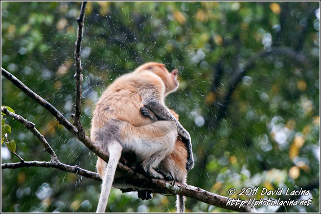 Proboscis Monkey - Kinabatangan River, Malaysia