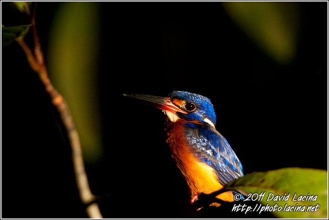 Blue-eared Kingfisher - Kinabatangan River, Malaysia