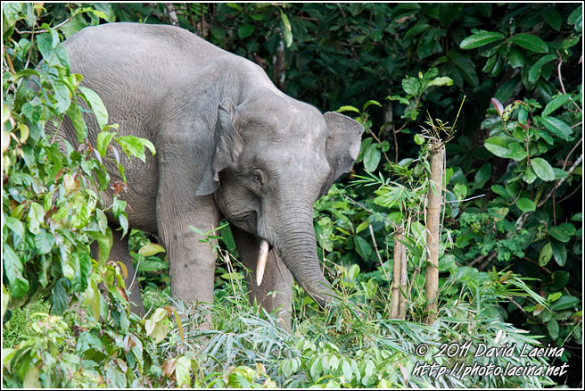 Borneo Elephant - Kinabatangan River, Malaysia