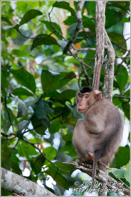 Pig-tailed Macaque - Kinabatangan River, Malaysia