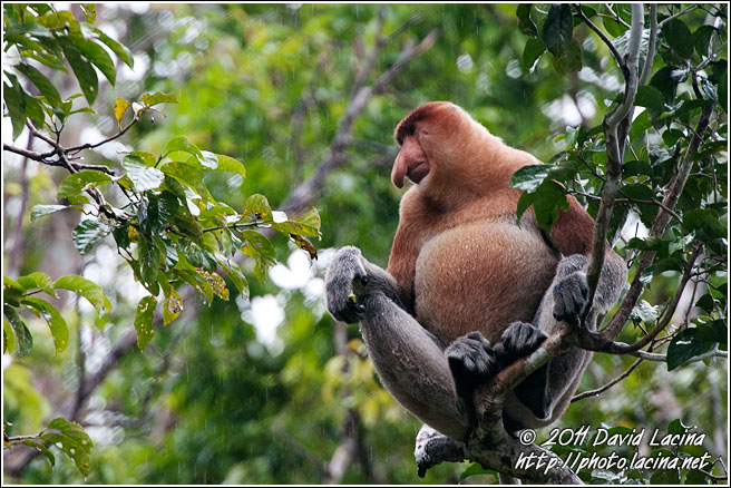 Proboscis Monkey - Kinabatangan River, Malaysia