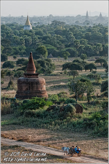 Ox Cart And Bagan Temples - Bagan, Myanmar (Burma)