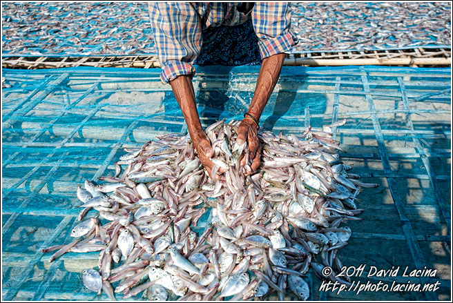 Drying Fish - Delta Region, Myanmar (Burma)