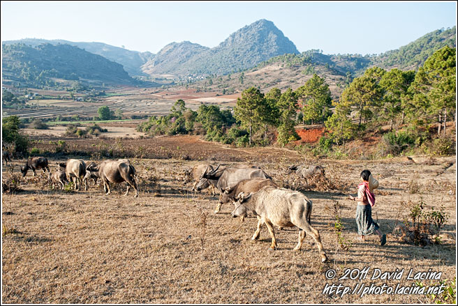 Shepherd - Kalaw Trekking, Myanmar (Burma)