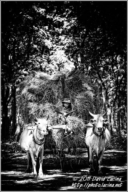 Ox Cart - Black And White, Myanmar (Burma)