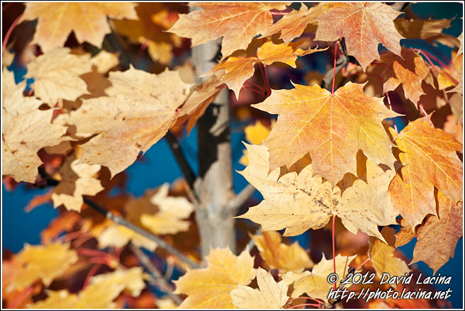 Autumn Colors - Best Of 2011, Norway
