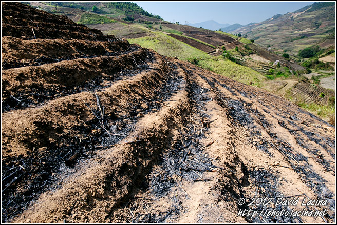 Burned Field - Xishuangbanna, China