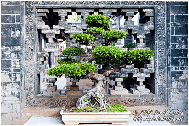 Bonsai Tree - Jianshui, China