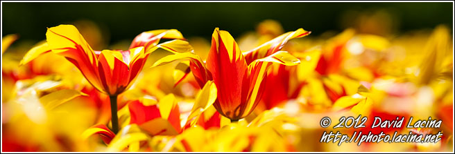 Tulipa Fire Wing - Keukenhof Gardens, Netherlands